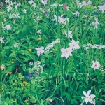 Narcisses